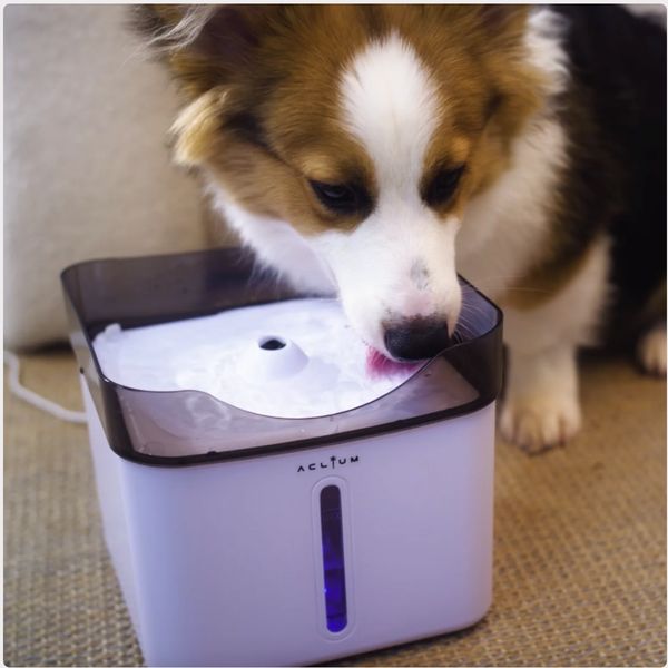 [mPets] Aclium Dog Water Fountain [LOCAL SG DELIVERY]