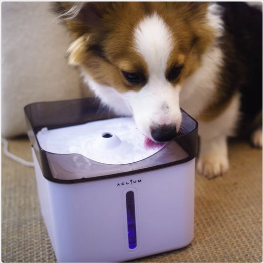 [mPets] Aclium Dog Water Fountain [LOCAL SG DELIVERY]