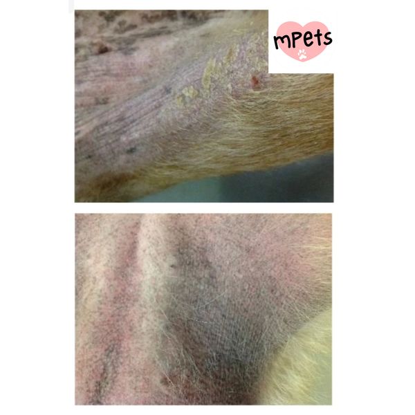 [mPets] HYDRA SOFT CARE HYDRA-T 240ML [LOCAL SG DELIVERY]