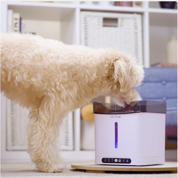 [mPets] Aclium Aclium Cordless Dog Water Fountain [LOCAL SG DELIVERY]